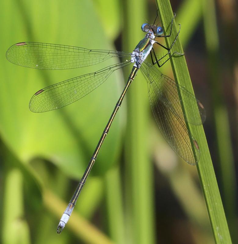 Photo of Swamp Spreadwing