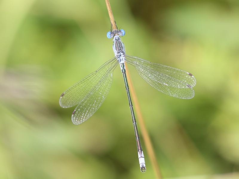 Photo of Lyre-tipped Spreadwing