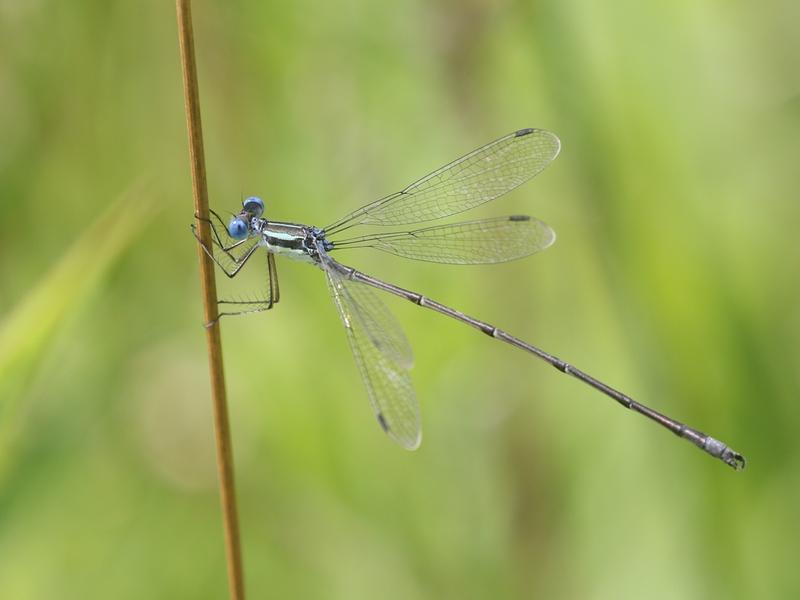 Photo of Slender Spreadwing