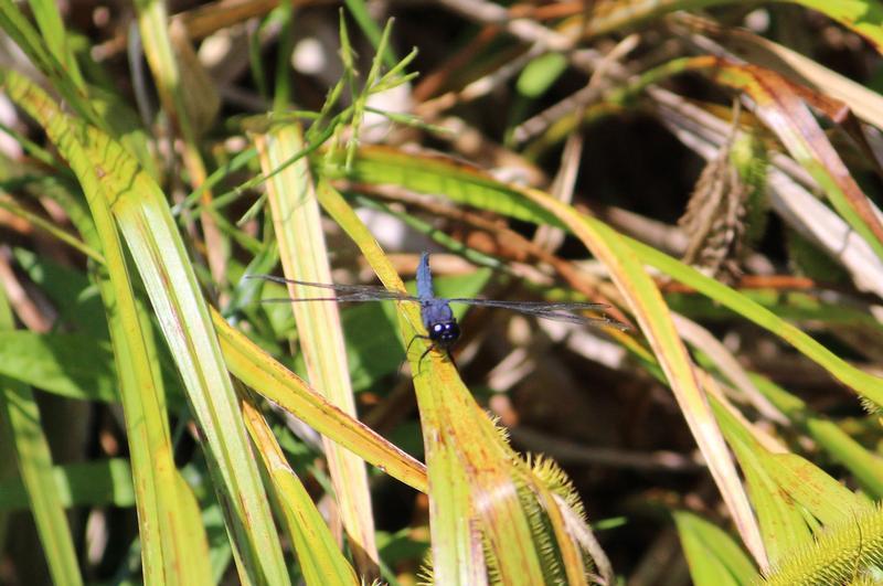 Photo of Slaty Skimmer