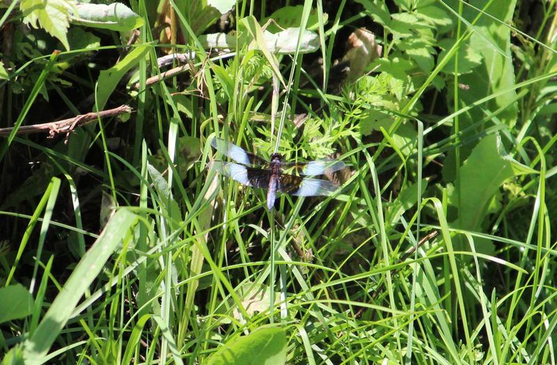 Photo of Widow Skimmer