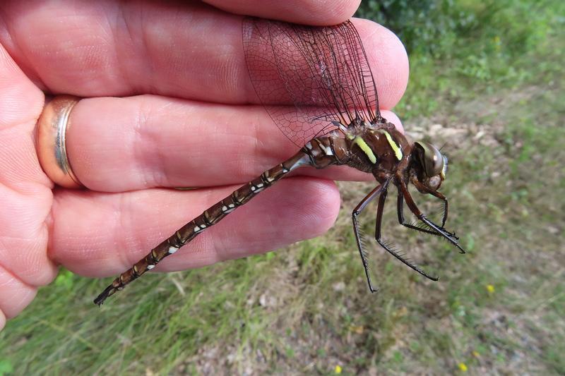 Photo of Shadow Darner
