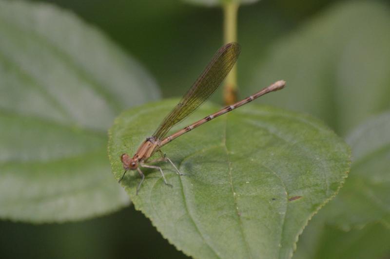 Photo of Blue-ringed Dancer