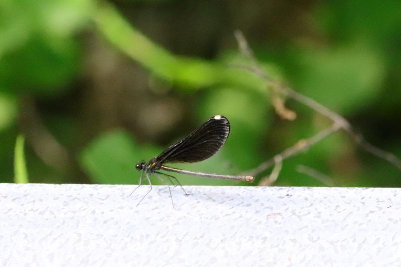 Photo of Ebony Jewelwing