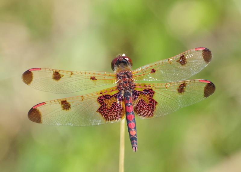 Photo of Calico Pennant