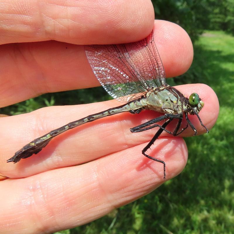 Photo of Black-shouldered Spinyleg
