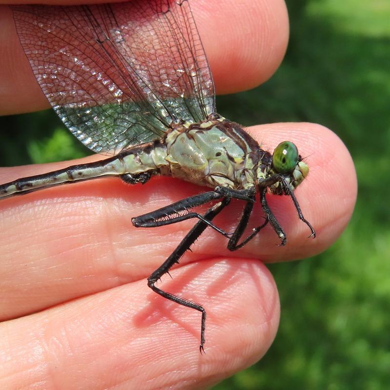 Photo of Black-shouldered Spinyleg