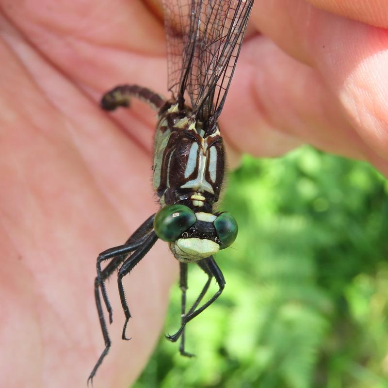 Photo of Black-shouldered Spinyleg