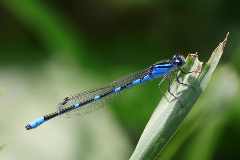 Photo of Tule Bluet