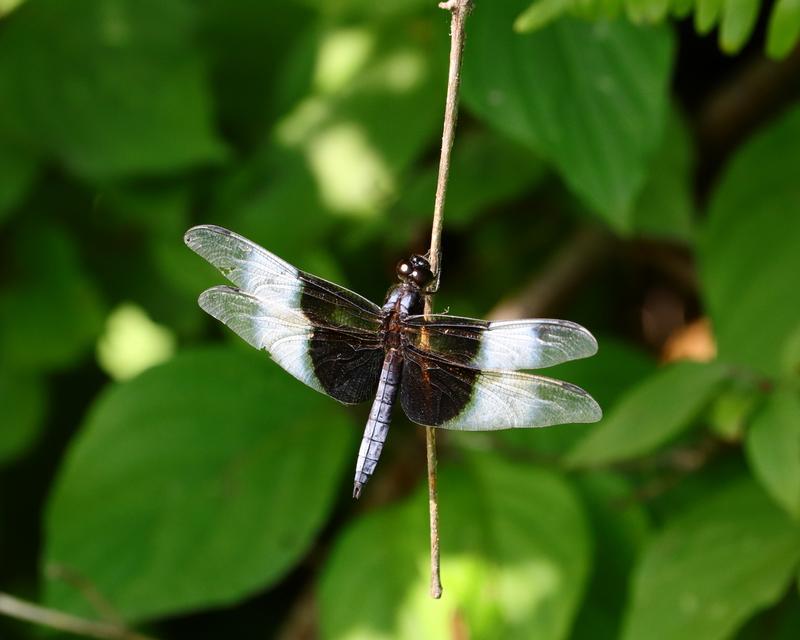 Photo of Widow Skimmer