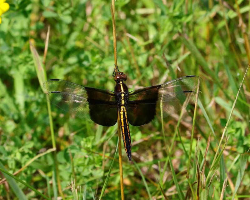Photo of Widow Skimmer