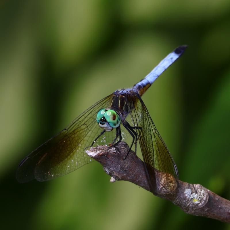 Photo of Blue Dasher