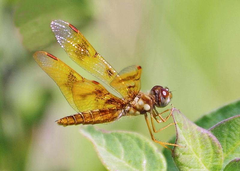 Photo of Eastern Amberwing