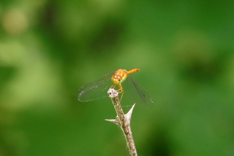 Photo of Autumn Meadowhawk