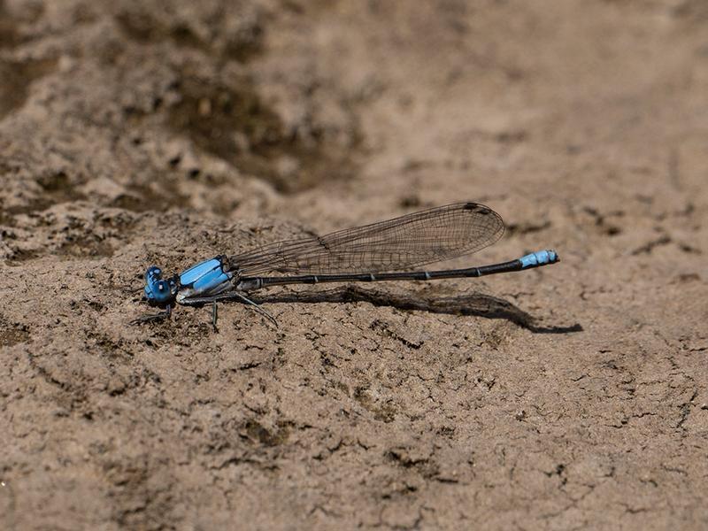 Photo of Blue-fronted Dancer