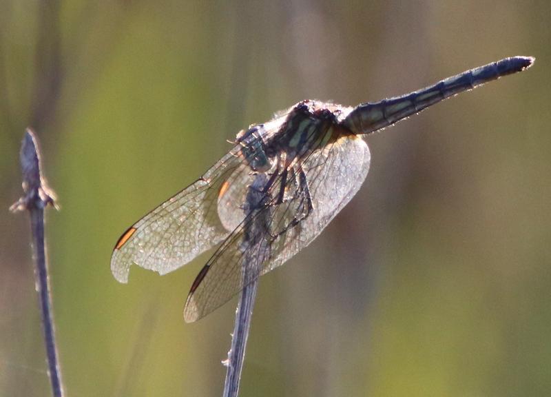 Photo of Blue Dasher