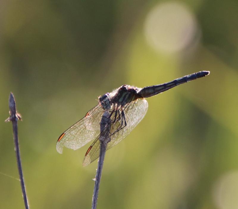 Photo of Blue Dasher