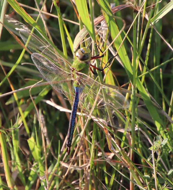 Photo of Common Green Darner