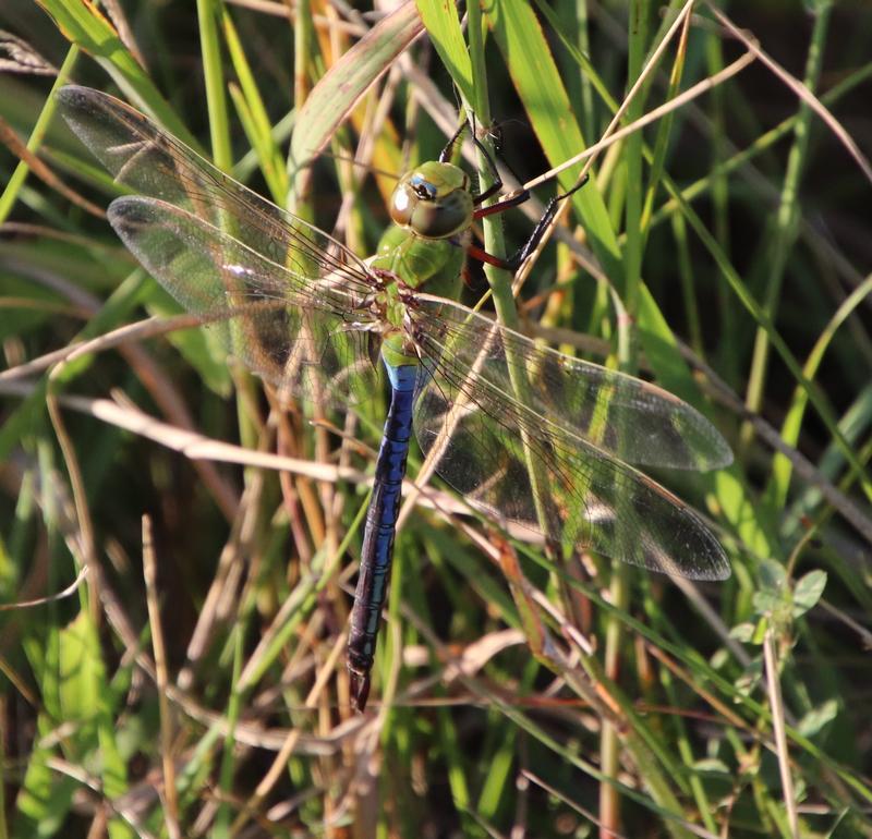Photo of Common Green Darner