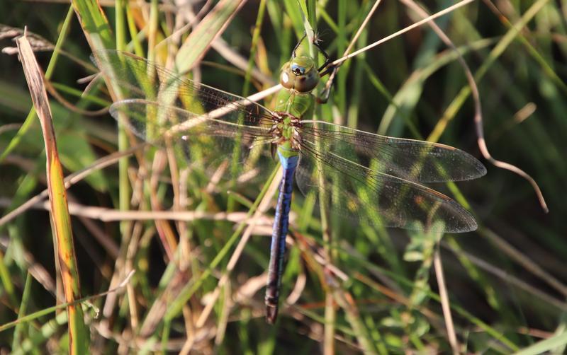 Photo of Common Green Darner