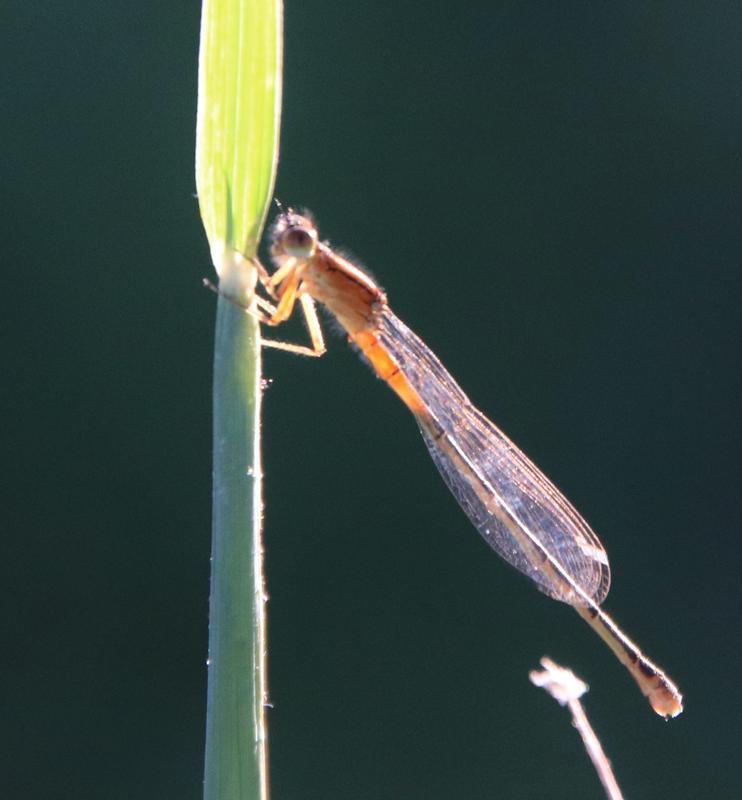 Photo of Eastern Forktail