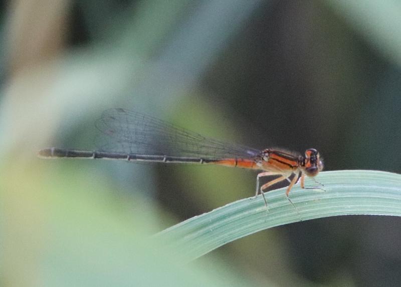 Photo of Eastern Forktail