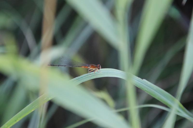 Photo of Eastern Forktail