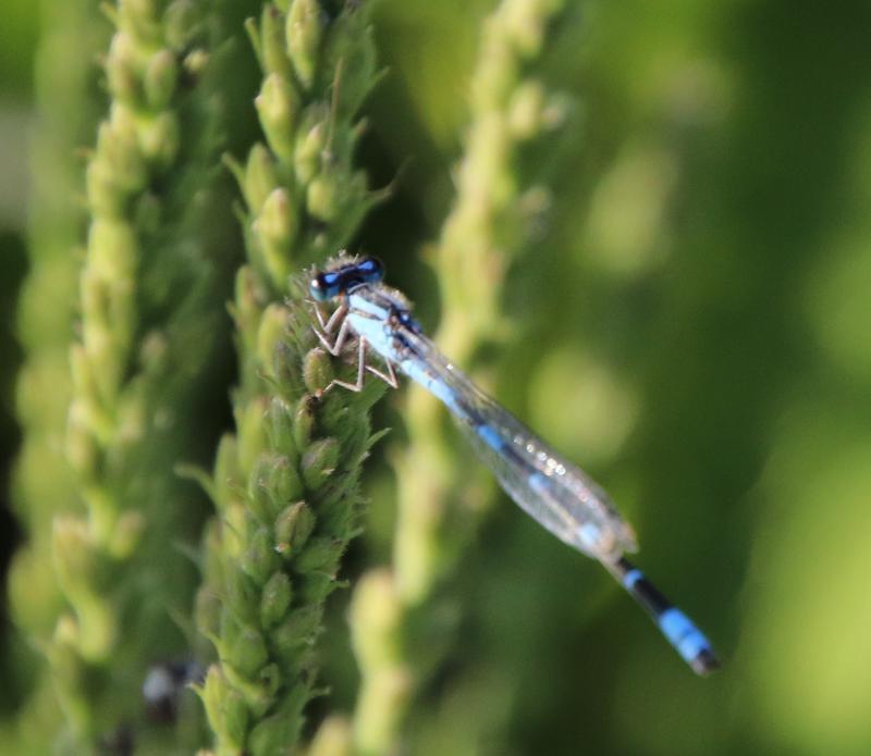 Photo of Tule Bluet