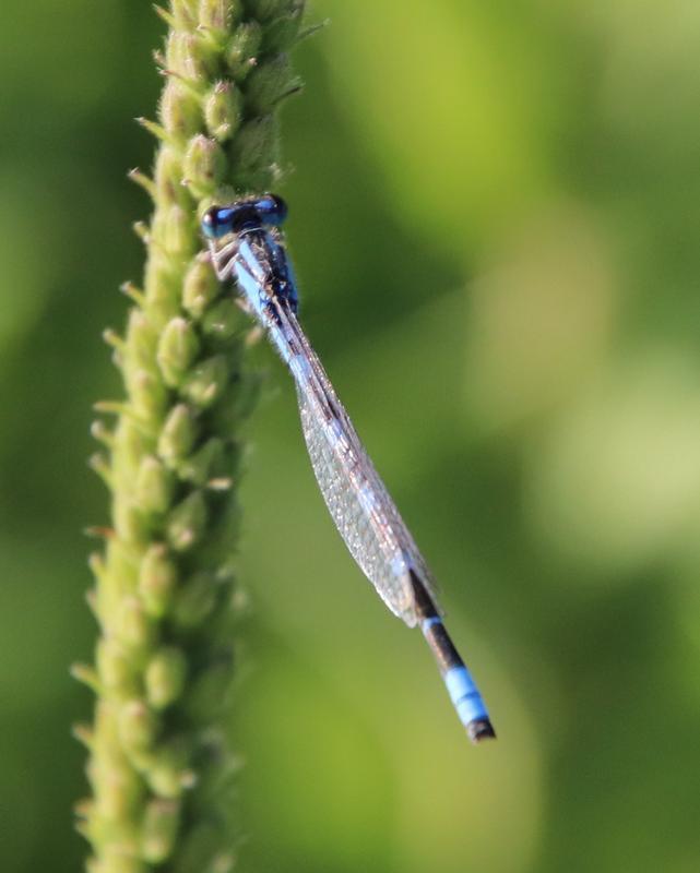 Photo of Tule Bluet