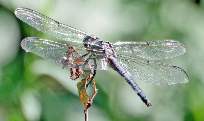 Photo of Great Blue Skimmer