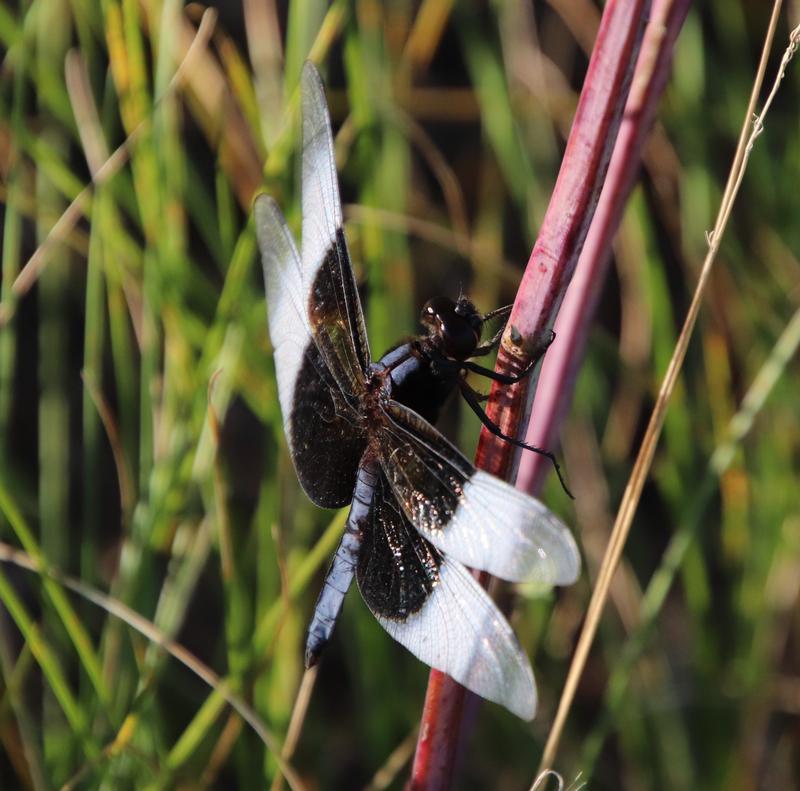 Photo of Widow Skimmer