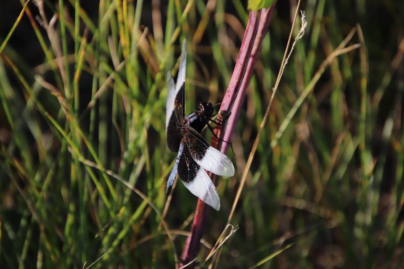 Photo of Widow Skimmer