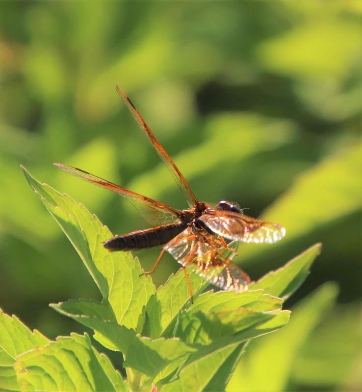 Photo of Eastern Amberwing