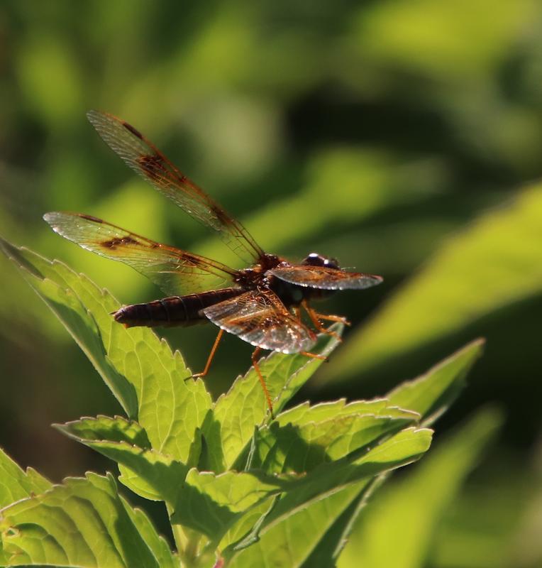 Photo of Eastern Amberwing