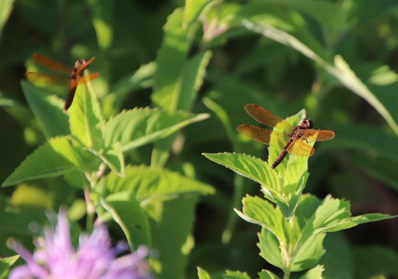 Photo of Eastern Amberwing