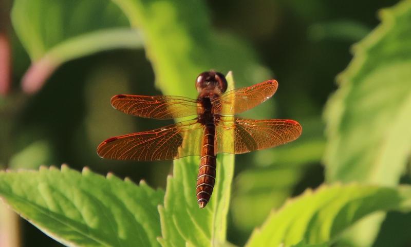 Photo of Eastern Amberwing