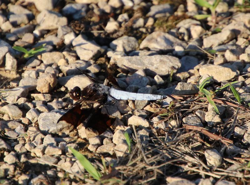 Photo of Common Whitetail