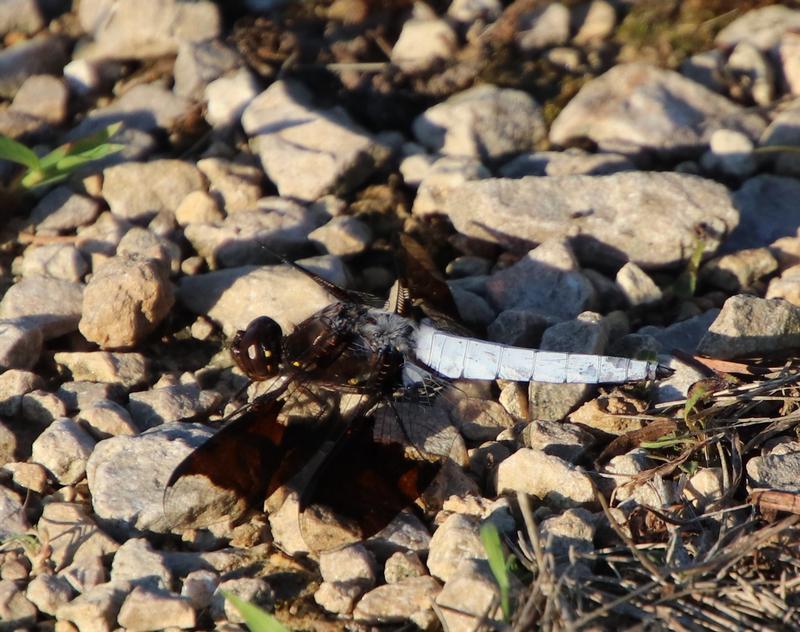 Photo of Common Whitetail