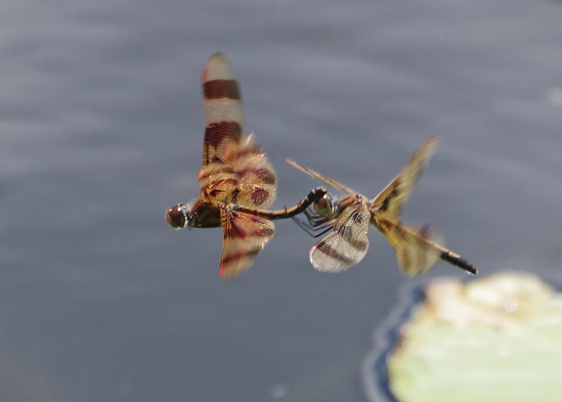 Photo of Halloween Pennant