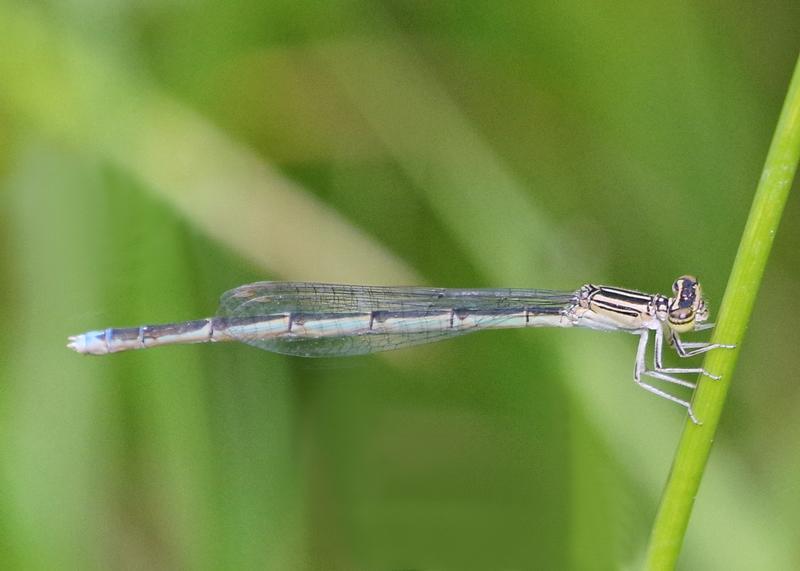 Photo of Double-striped Bluet