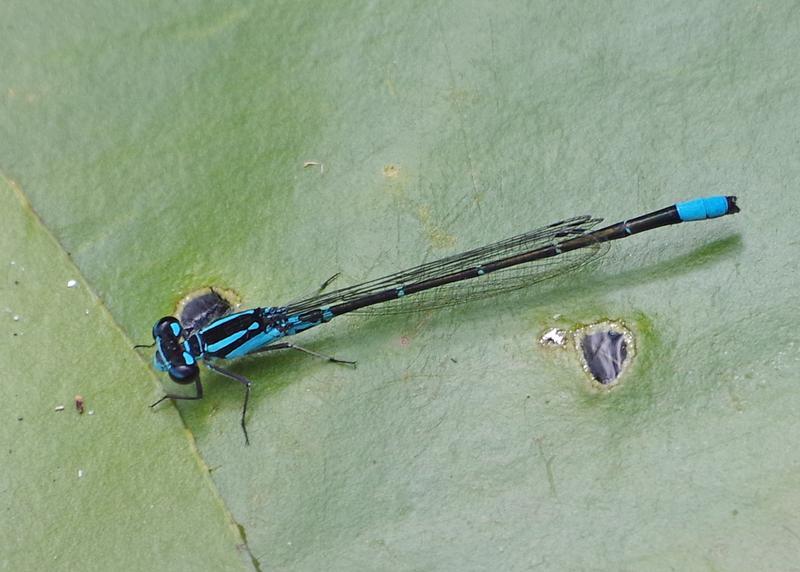 Photo of Skimming Bluet