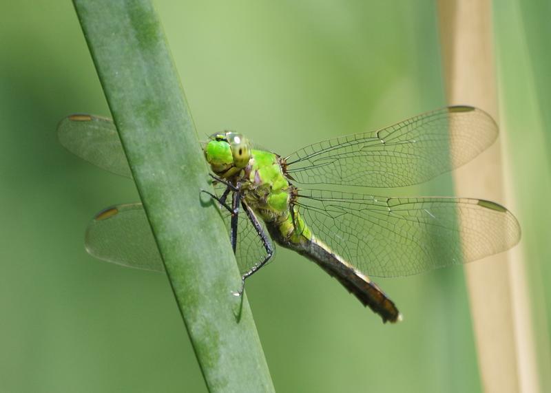 Photo of Eastern Pondhawk