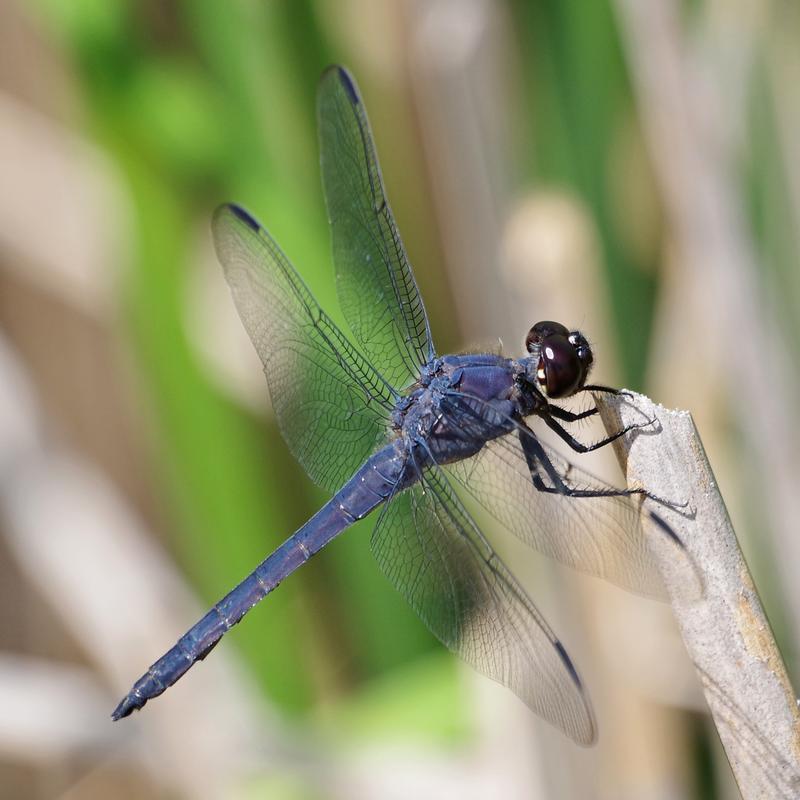 Photo of Slaty Skimmer