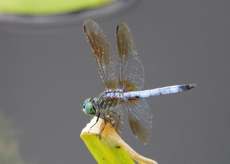 Photo of Blue Dasher