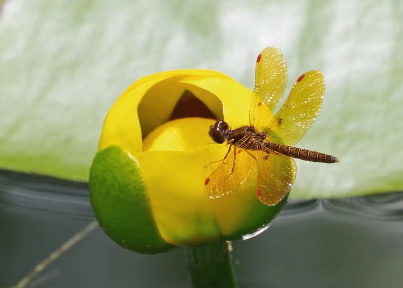 Photo of Eastern Amberwing