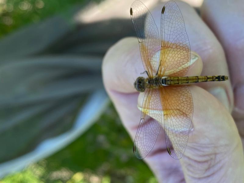 Photo of Band-winged Meadowhawk