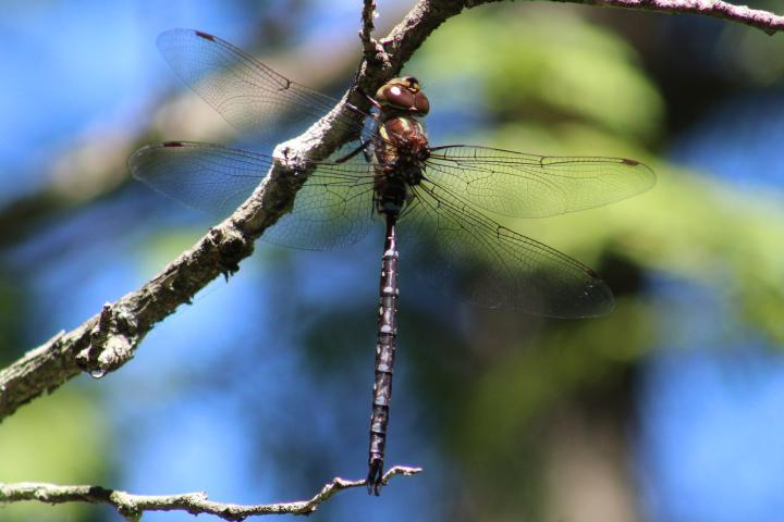 Photo of Black-tipped Darner