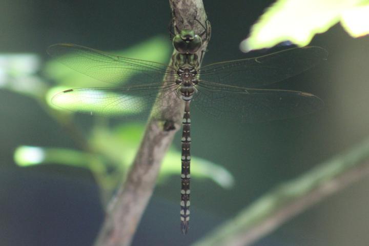 Photo of Canada Darner