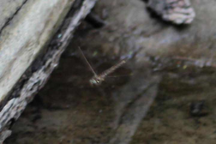 Photo of Fawn Darner