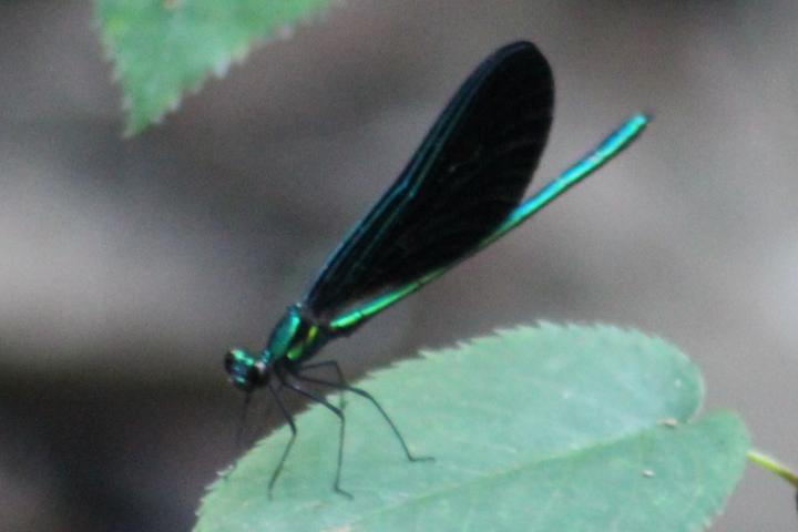 Photo of Ebony Jewelwing